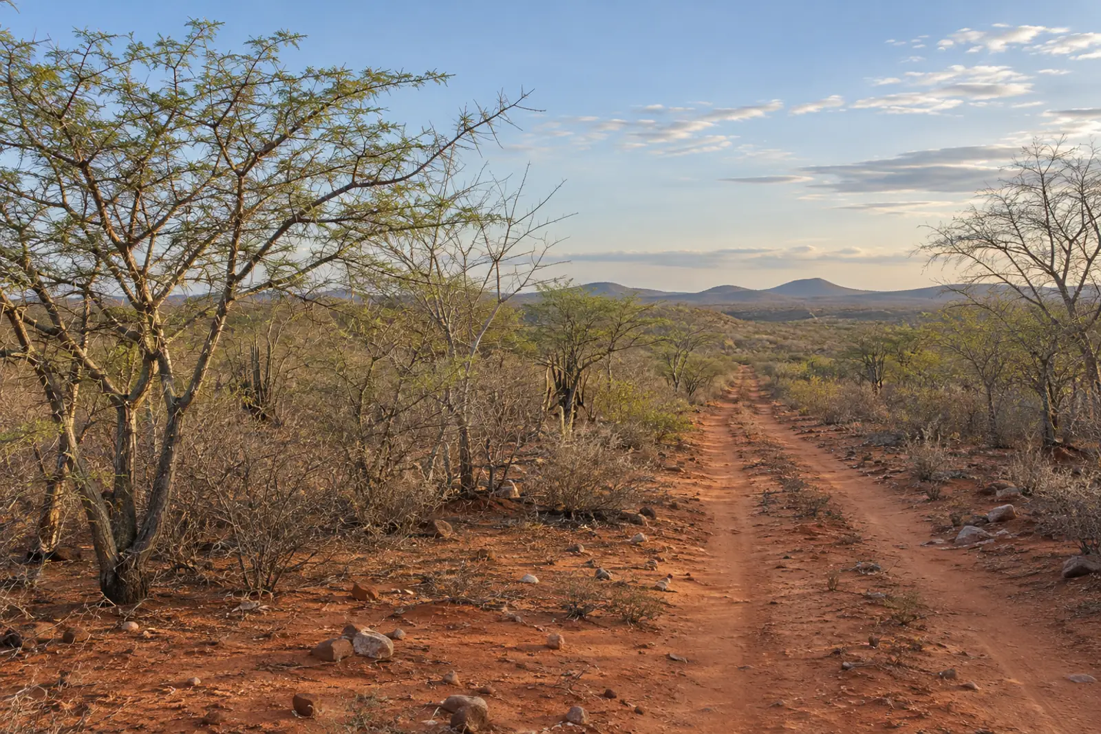 Low thorny trees and red sandy soil along a dirt track in a dry forest at sunrise